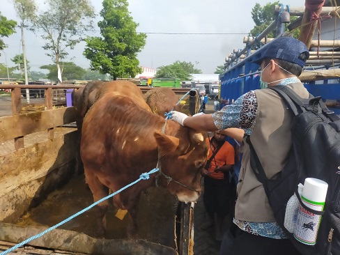 VAKSIN ANTRAKS UNTUK 1000 EKOR SAPI DI KOTA BLITAR, SETELAH IDUL ADHA