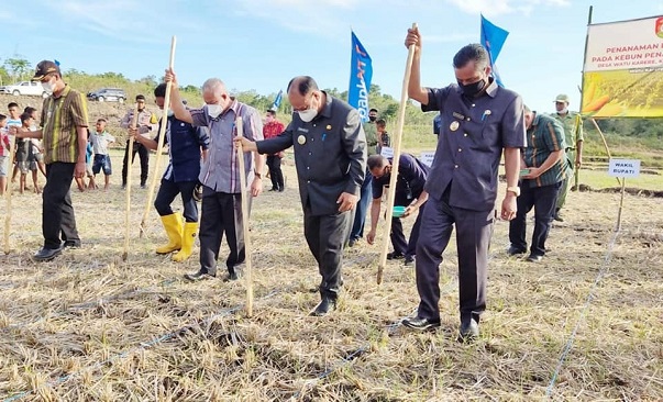 SUMBA BARAT PATOK TARGET 4000 HEKTAR LAHAN PENGEMBANGAN JAGUNG