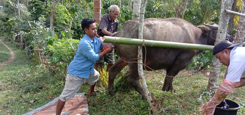 INSEMINASI BUATAN SIKOMANDAN GENJOT POPULASI TERNAK SUMBA BARAT