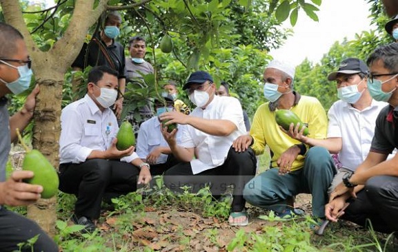 ALPUKAT RORO, VARIETAS PREMIUM ASAL PULAU BANGKA