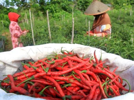 BERAS DAN CABAI KUNCI UTAMA KENDALI INFLASI, PEMDA DIMINTA WASPADA