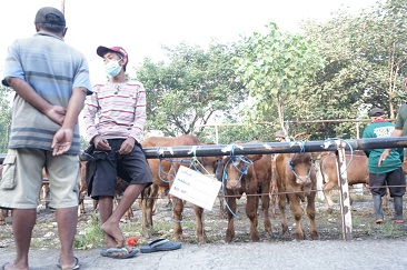 Hari Ini 14 Pasar Hewan Di Buka, Tapi Dengan Prokes Ketat