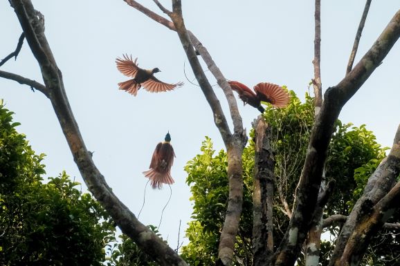 KALI BIRU GENYEM PAPUA: SURGA CANTIK DI BUMI CENDERAWASIH