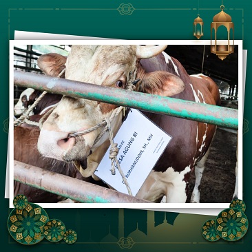 KEJAKSAAN AGUNG MENYALURKAN HEWAN KURBAN SEBANYAK 18 EKOR SAPI