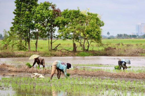 POTRET KETAHANAN PANGAN KALIMANTAN SELATAN, STABIL DI TENGAH TEKANAN