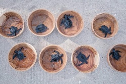 Menparekraf Harapkan Kura-kura Bali Jadi Destinasi Unggulan untuk Kebangkitan Ekonomi