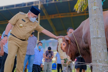BUPATI DODI REZA UTAMAKAN DAGING KURBAN UNTUK WARGA ISOMAN DAN KURANG MAMPU