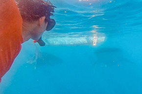 Cerita Menparekraf Sandiaga Uno \"Bercengkrama\" dengan Hiu Paus di Teluk Tomini Gorontalo