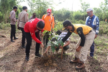 Revolusi Hijau, Pemkab Kotabaru Terima  1.500 Bibit Ulin 