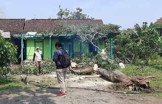 Angin Kencang Sebabkan Rumah Warga Blora Tertimpa Pohon Tumbang
