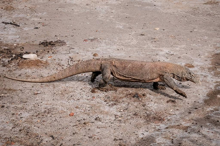 Menparekraf Bersama Menkes Singapura Berwisata ke TN Komodo Labuan Bajo