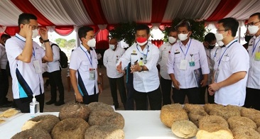 Petani: Harga Porang Masih Menguntungkan