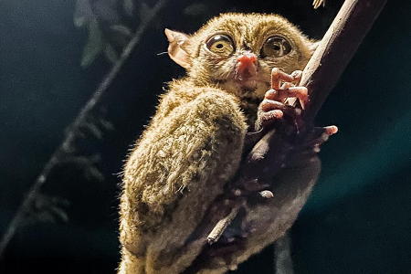 Kemenparekraf Gelar Konferensi Internasional 