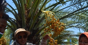 Pohon Kurma Di Wisata Kebun Kurma Pasuruan Berbuah Setiap Hari  