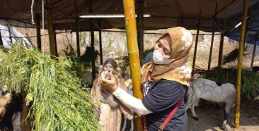 Dinas Peternakan Dan Ketahanan Pangan Kabupaten Pasuruan Awasi Dan Periksa Hewan Qurban