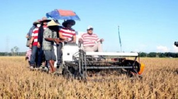 Bupati Dan Wabup Panen Raya Padi Organik Di Desa Bancelok Jrengik