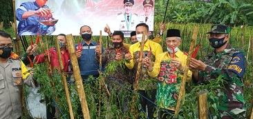 Petani Cabai Kotabaru Panen Delapan Ton