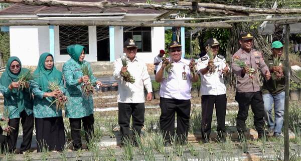 Kendalikan Inflasi, Pemkab Tabalong Tanam dan Panen Bawang Merah di Banua Lawas