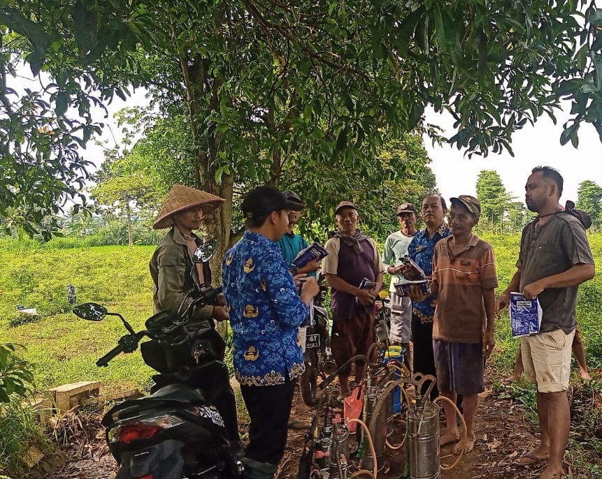 PENYAKIT BLAS SERANG TANAMAN PADI DI BONDOWOSO