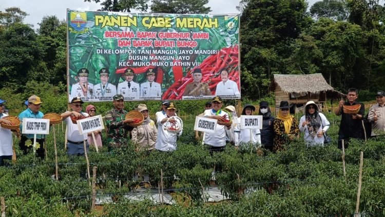 GUBERNUR JAMBI APRESIASI GERAKAN TANAM CABAI MERAH DI KABUPATEN BUNGO