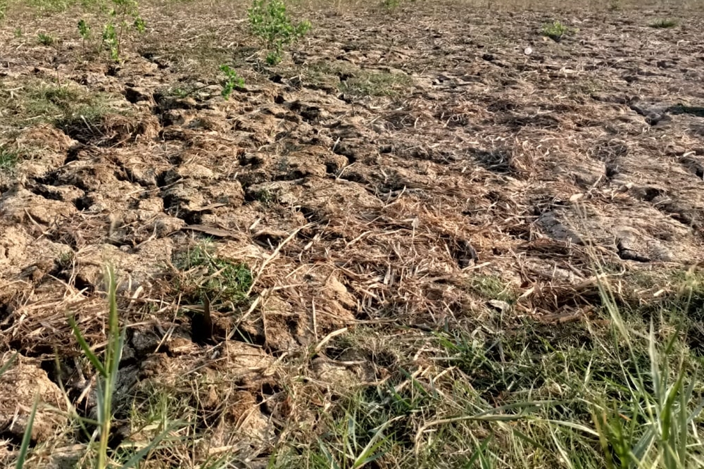 SAWAH KEKERINGAN, PEMPROV JAMBI DORONG PEMANFAATAN ASURANSI USAHA TANI