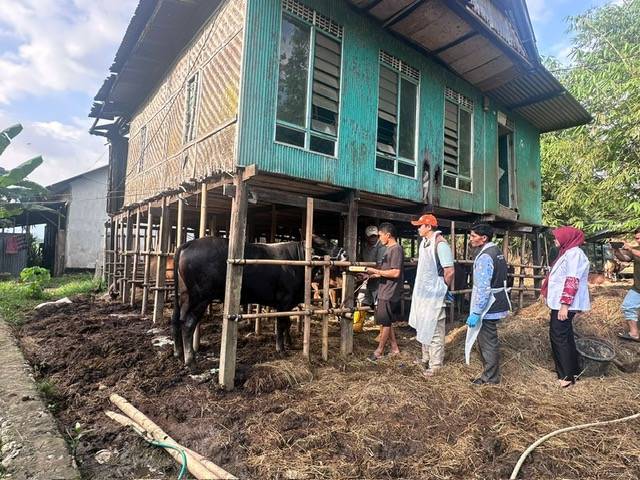 JELANG IDUL ADHA, PEMKAB MAROS GENCAR PERIKSA KESEHATAN SAPI