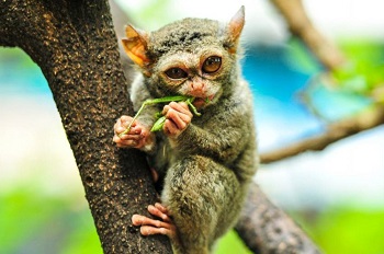 Kemenparekraf Luncurkan Buku Outlook Parekraf Indonesia 2020/2021 dan Tren Industri Pariwisata 2021