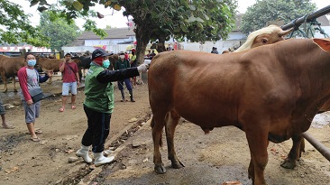 Dinas Ketahanan Pangan dan Pertanian Kota Blitar Temukan Hewan Kurban Belum Cukup Umur