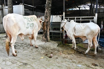 Hindari Penyebaran Covid-19, Menkominfo: Kurban Online Jadi Salah Satu Solusi