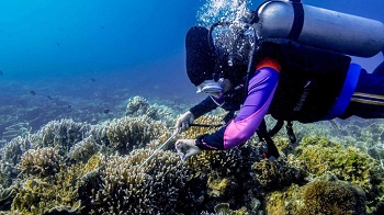 Menparekraf Dukung Program PEN Padat Karya Restorasi Terumbu Karang 2021