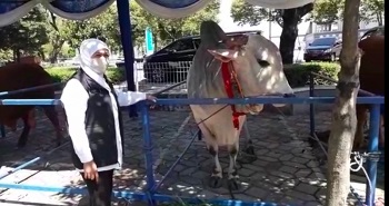 Gubernur Serahkan Sapi Kurban di Masjid Al Akbar