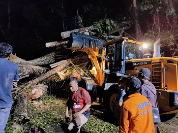 Angin Kencang Picu Pohon Tumbang, Dua Warga Meninggal Dunia