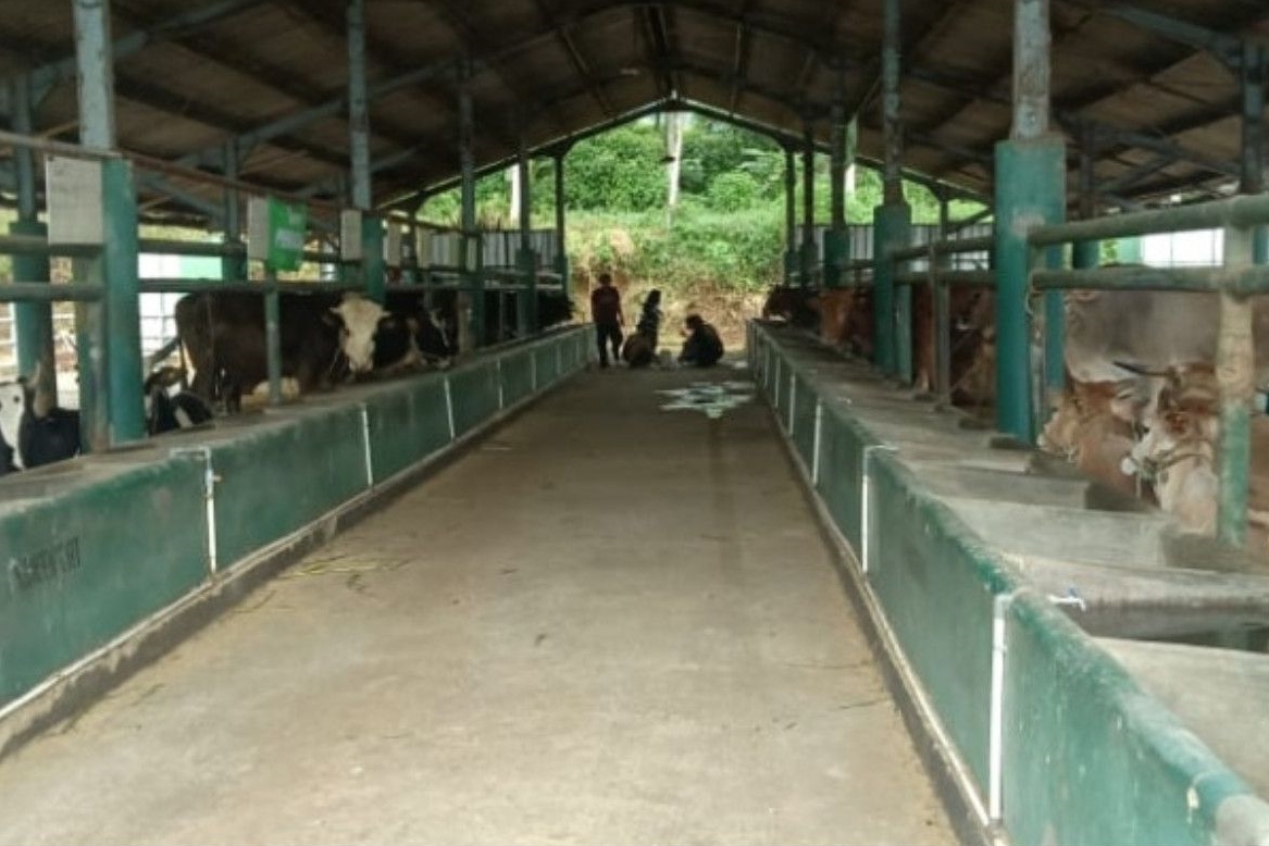 KASUS PMK DAN LSD REDA, PRODUKSI SUSU SEGAR DI PASURUAN MULAI DIGENJOT
