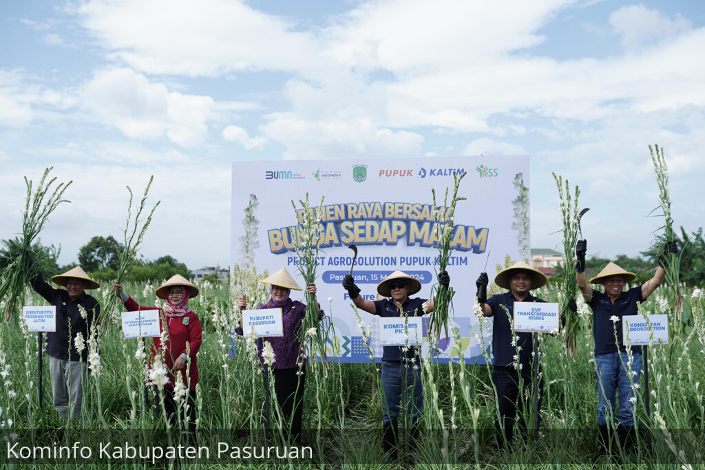 PROGRAM AGROSOLUTION PUPUK KALTIM, NAIKKAN PRODUKTIVITAS PETANI SEDAP MALAM KABUPATEN PASURUAN