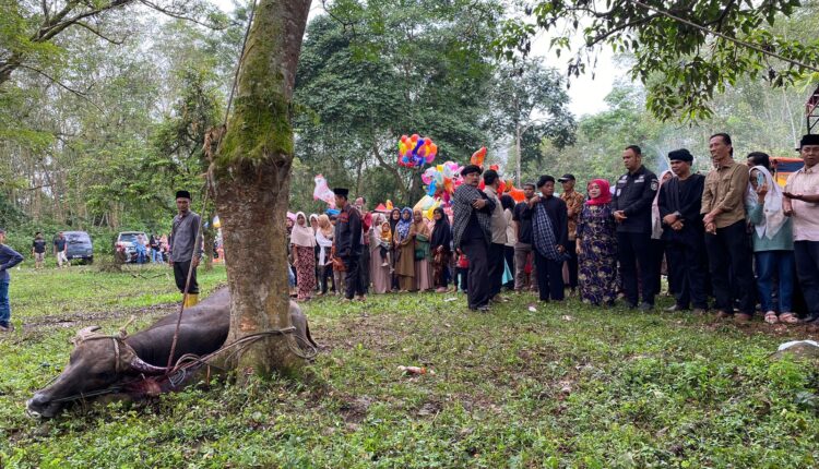BUPATI SIJUNJUNG HADIRI ACARA TRADISI BANTAI ADAT