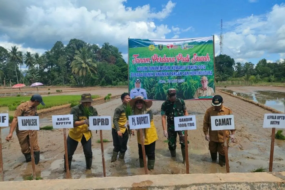 DKPPTPH TABALONG GELAR TANAM PADI PERDANA DI AWAL MUSIM KEMARAU
